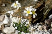 Saxifraga marginata 'Minor'